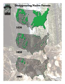 Disappearing Native Forests Map designed by Peter Chordas