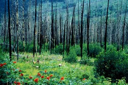 Regrowth after Forest Fire