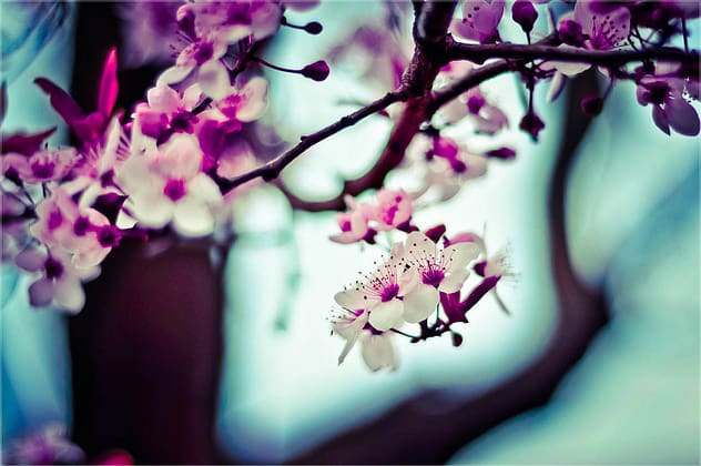 Cherry Blossom image from Sakura Counseling